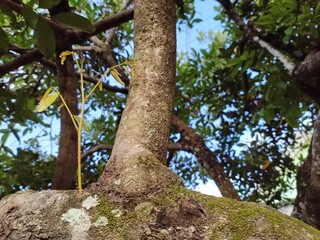 new seeds that grow on tree branches