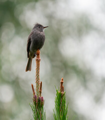 Smoke-colored Pewee (Contopus fumigatus) flycatchers
