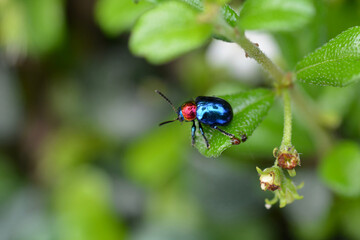 bug on a green leaf in garden 