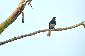 a beautiful bird on a branch
