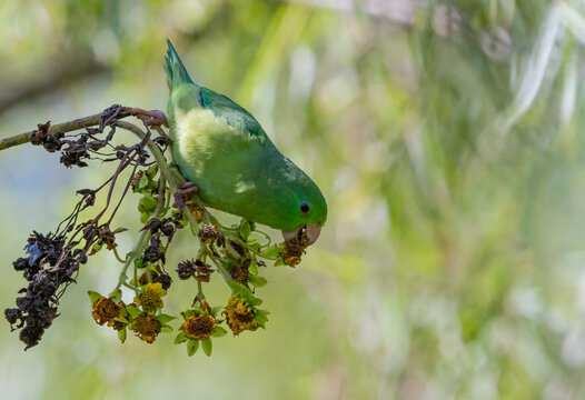 Spectacled parrotlet (Forpus conspicillatus) loritos