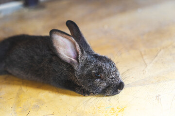 Baby rabbit in Playa del Carmen, Mexico