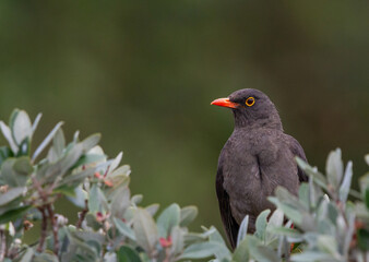 birds (Turdus fuscater) Great Thrush