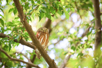 bird on tree