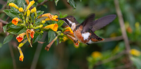 Hummingbird -  White-bellied Woodstar  (Chaetocercus mulsant)