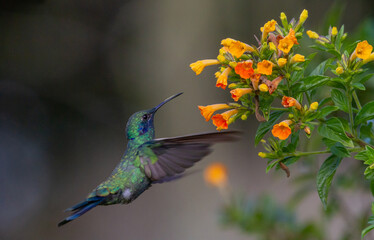 Hummingbird -  Sparkling violet-ear (Colibri coruscans)