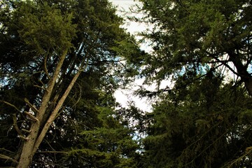 En el monte (Camp, Forest, Country)