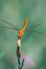 close up of dragonfly