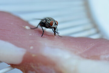 fly on a dried meat 