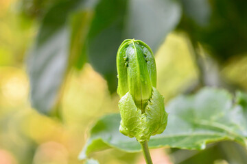 young star apple 