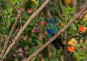 Hummingbird -  Sparkling violet-ear (Colibri coruscans)
