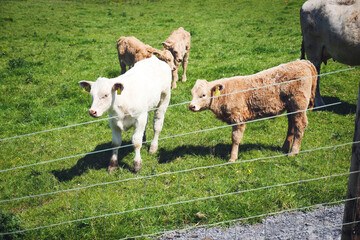 Fototapeta premium Calves on pasture, Cliffs of Moher Ireland.