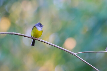 blue tit on branch