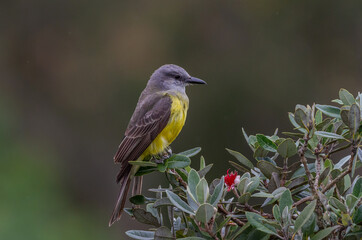 birds (Tyrannus melancholicus) Tropical Kingbird