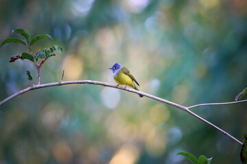 blue tit on branch