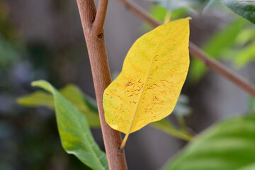 macro and background yellow leaf in garden 