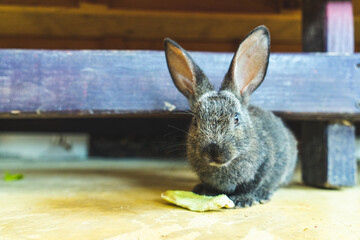 Baby rabbit in Playa del Carmen, Mexico