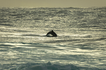 Fototapeta premium Dolphin at sunrise, Sydney Australia