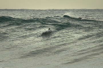 Dolphin at sunrise, Sydney Australia