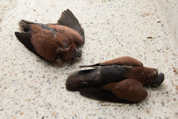 Corpse of birds