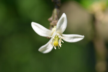 close up and macro white flower 