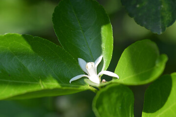 close up and macro white flower 