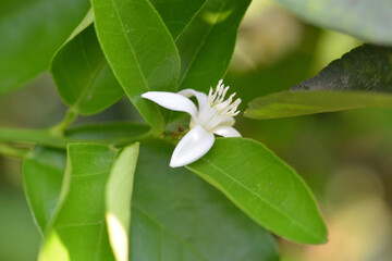 close up and macro white flower 