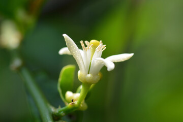 Fototapeta premium close up and macro white flower 