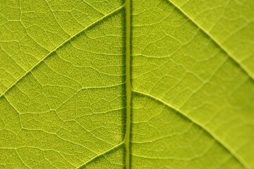close up and macro green leaf. background and texture 