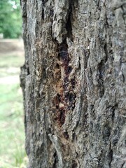 bark of a tree,tree, bark, wood, texture, nature, forest, trunk, brown, pattern, rough, plant, old, abstract, textured, natural, closeup, oak, pine, wooden, surface, detail, backgrounds, material, mac