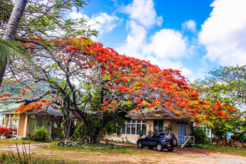 Rarotonga Cook islands tropical lush vegetation, beautiful plants and flowers, Pacific islands