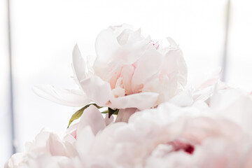 Bouquet of peony flowers as luxury floral background, wedding decoration and event branding design