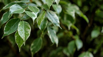green leaves of a tree