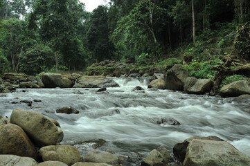 mountain river in the forest