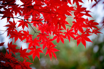 紅葉