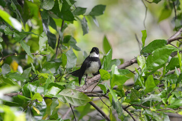 black robin on a branch in the garden 