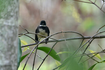 black robin on a branch in the garden 