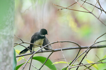 black robin on a branch in the garden 