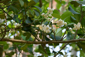 Fototapeta premium white flower on a tree 