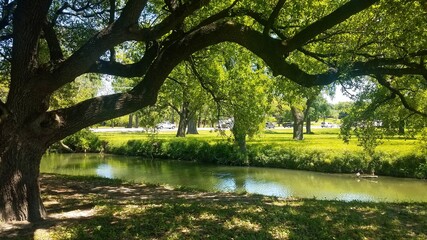 Obraz premium spring in the park