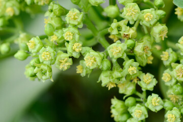 young flower in the garden 