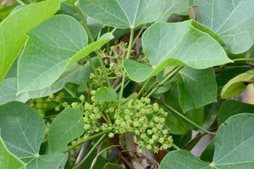 green plant in the garden 