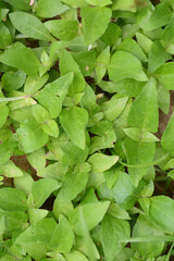 green leaves background