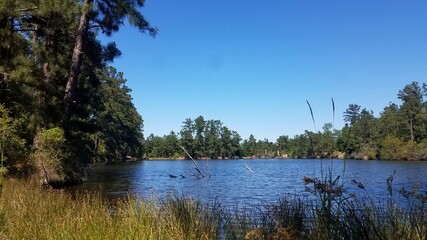 lake and forest