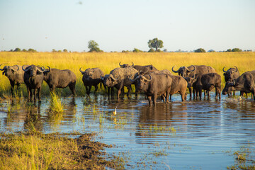 Fototapeta na wymiar africa buffalo