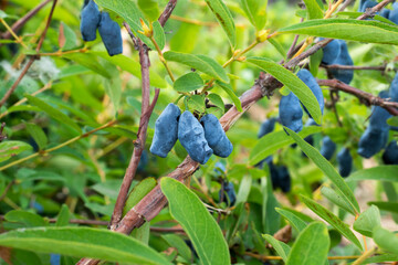 Closeup blue ripe honeysuckle berries hanging on branches. Fresh harvest.