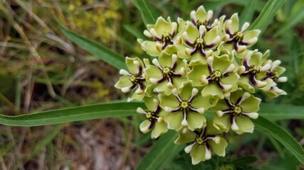 green plant in the garden