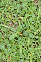 green grass background