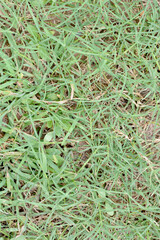 green grass background