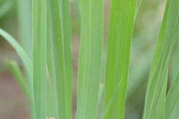 background and macro fresh green grass